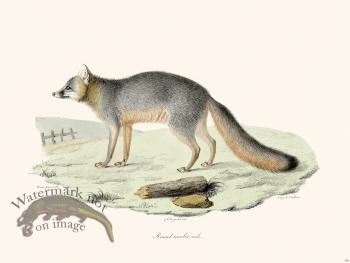 Cuvier 168 Tricolor Fox